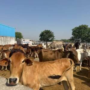 Urgent: Help Feed 200+ Rescue Cows with a Year's Supply of Hay (Before April 30!)